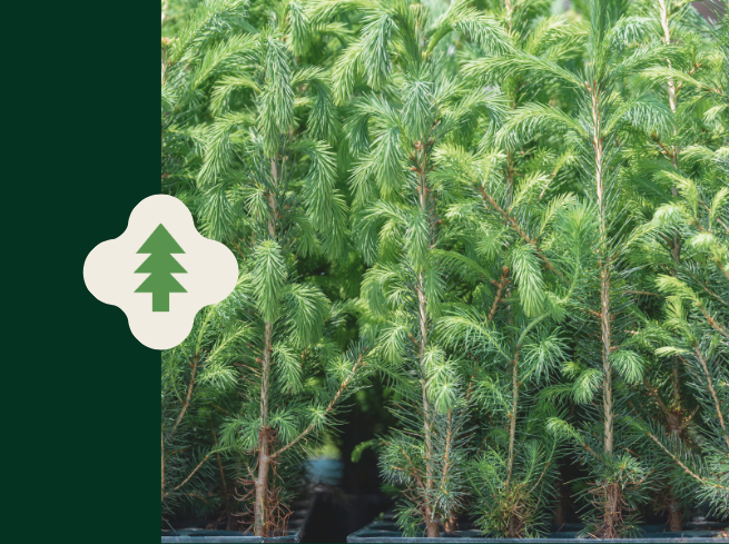 Free Distribution of Tree Seedlings
