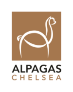 Alpagas Chelsea
