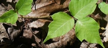 Collecte de plantes envahissantes et dangereuses