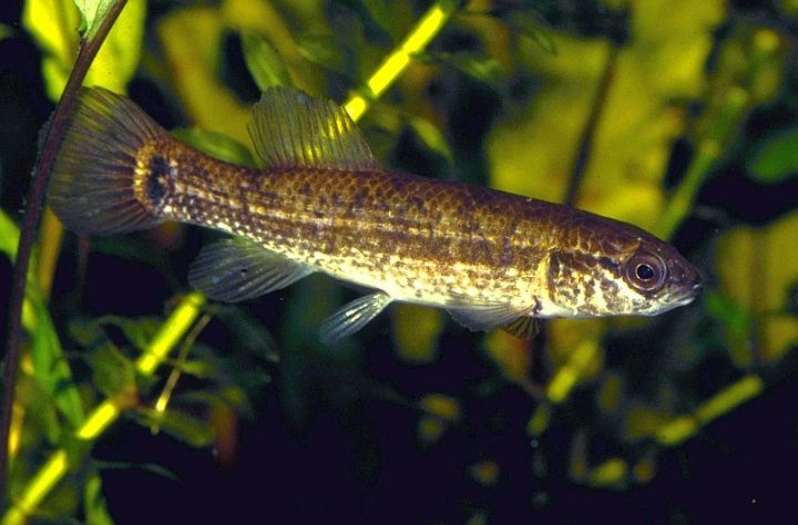 Fish of the Gatineau Park