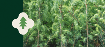 Free Distribution of Tree Seedlings